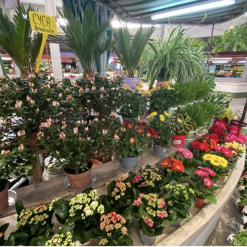 galeria floristeria flor regalo 1