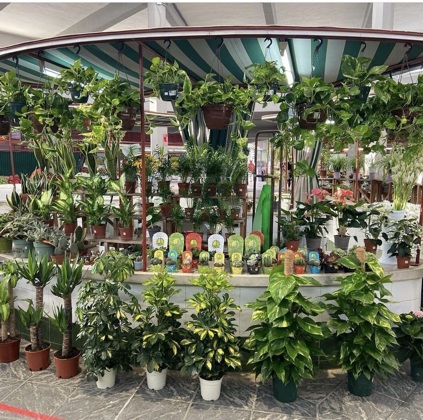 galeria floristeria flor regalo 2