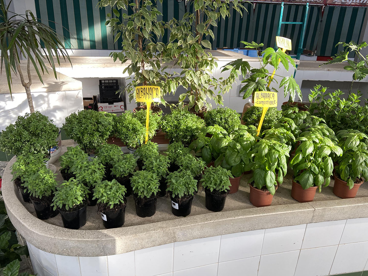 galeria floristeria flor regalo 3